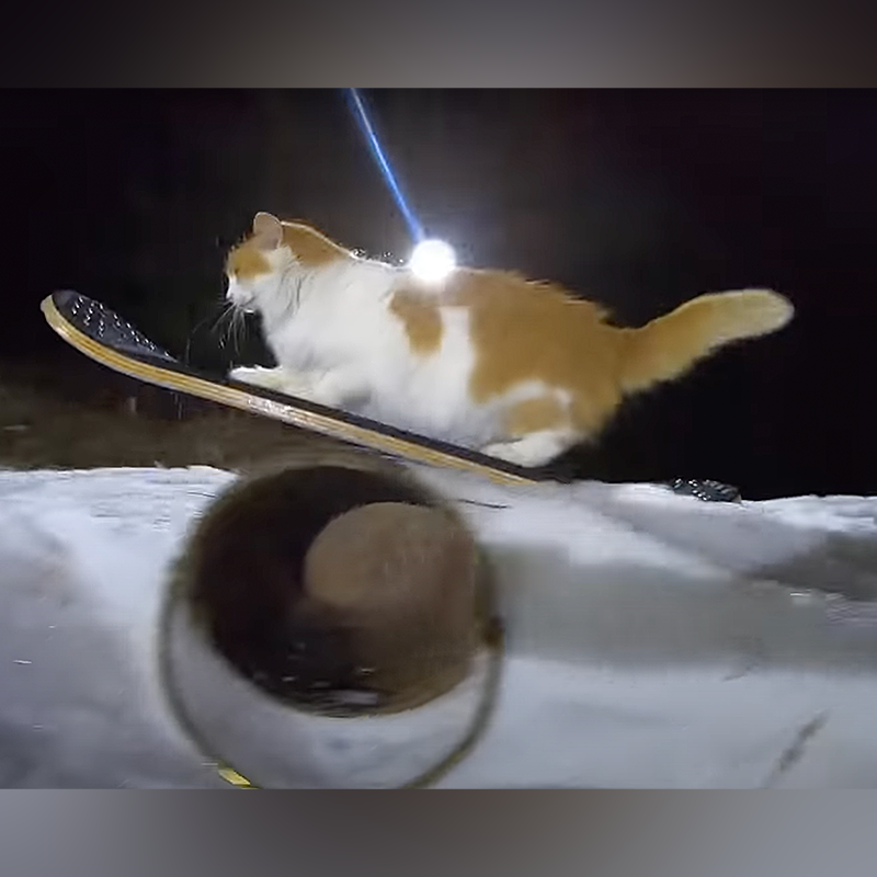 Taddy Cat snowskating, snowboarding at night going over a tunnel