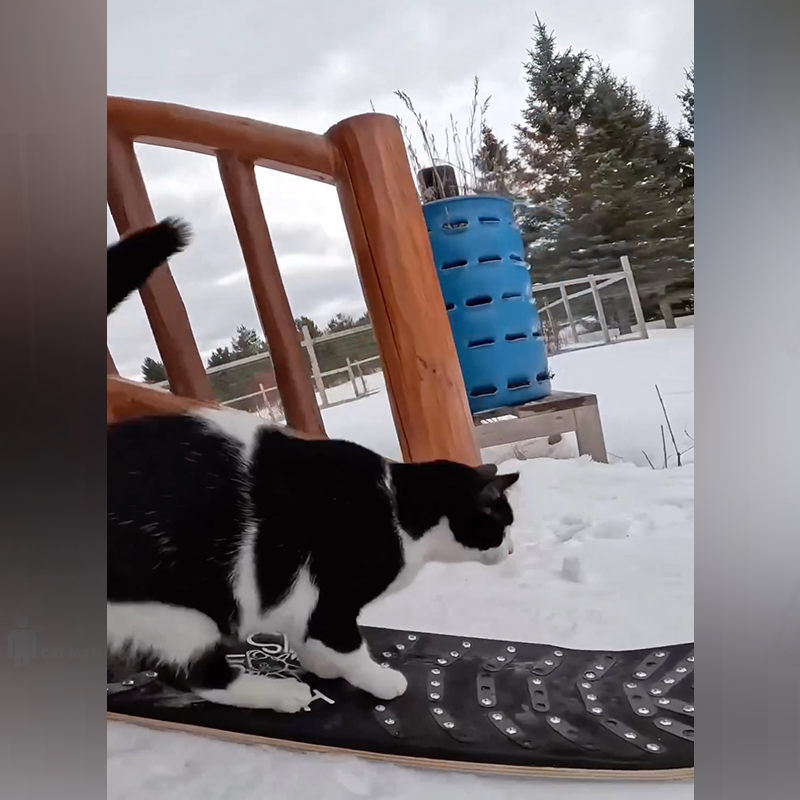 Tandy Cat goes down the stairs on a snowboard, Mitten, Gaylord, Michigan
