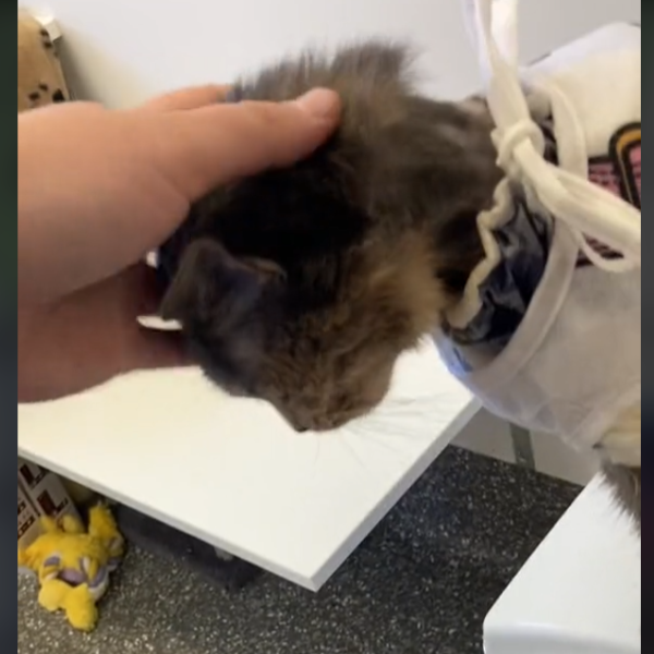 Lovely getting pets.