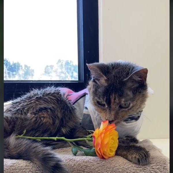 Cat sniffing a flower.