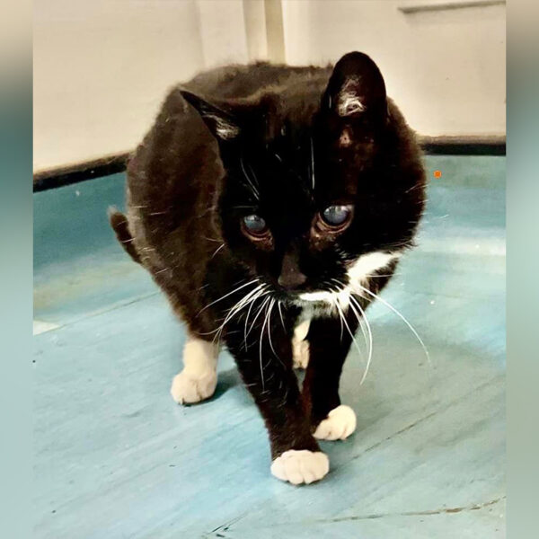 Rescuers Share Easy Tips to Provide a Home for Blind Cats