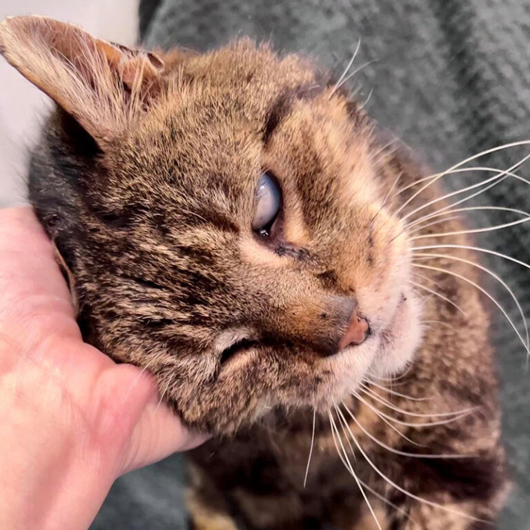 Rescuers Share Easy Tips to Provide a Home for Blind Cats