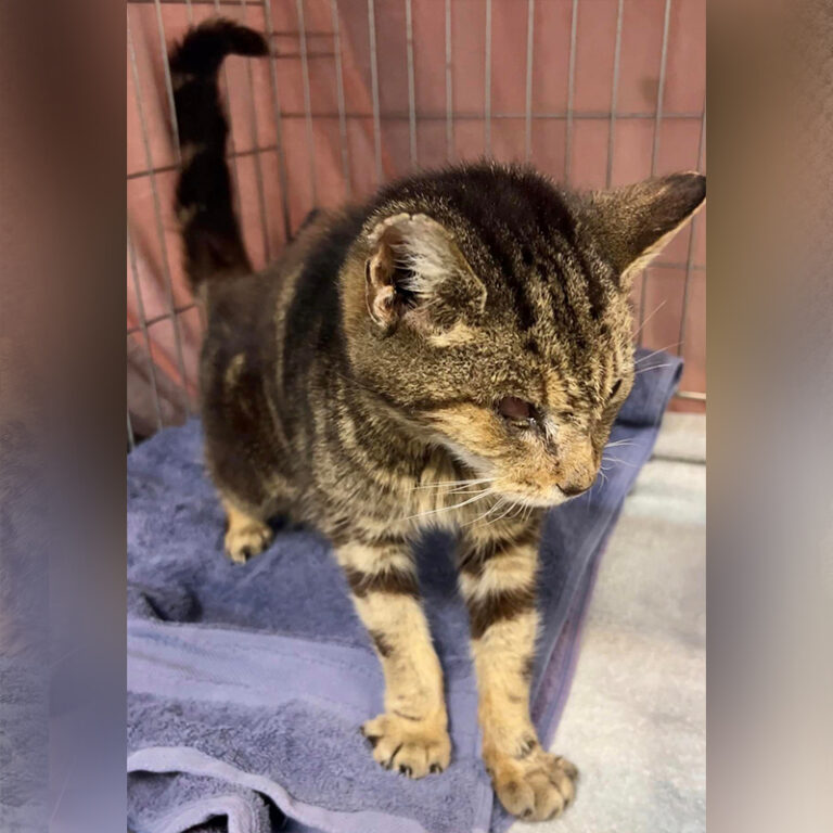 Rescuers Share Easy Tips to Provide a Home for Blind Cats