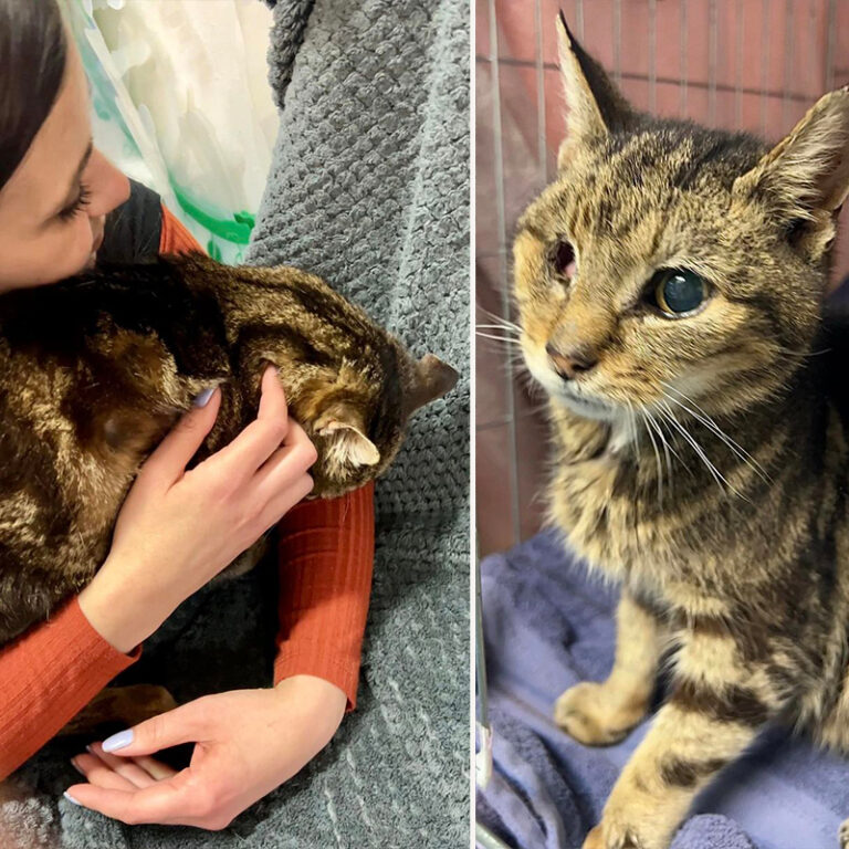 Rescuers Share Easy Tips to Provide a Home for Blind Cats