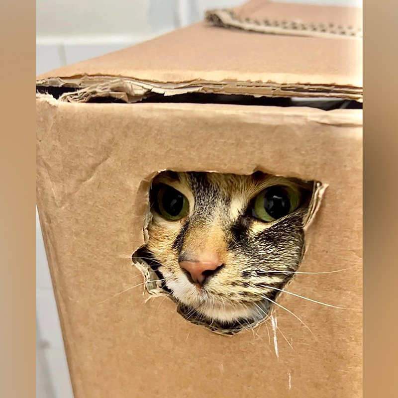 Cat looks out of a hole in the box