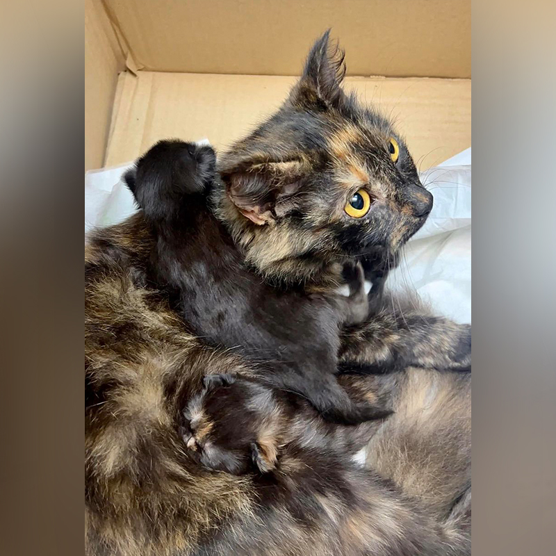 Tortie mama cat in a box, Celia Hammond