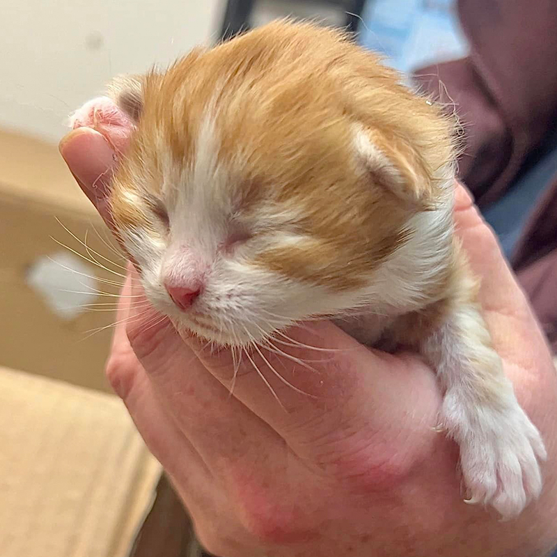 Orange and white kitten found in a box