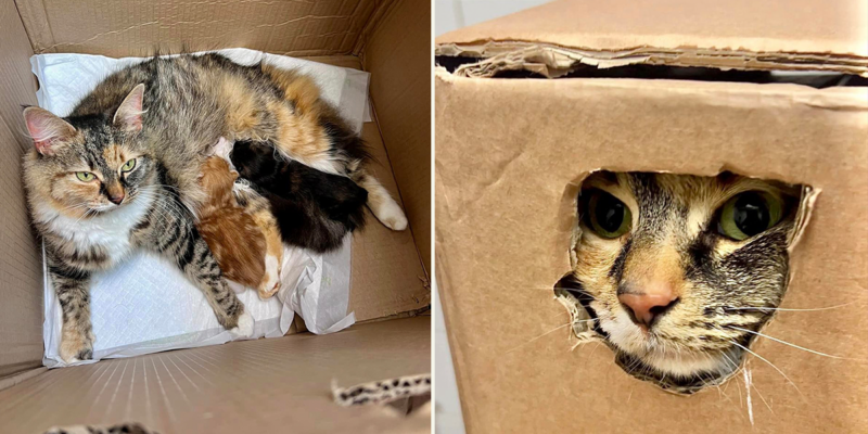 Rescuers Take in Boxes of Cats Abandoned in Building Hallway