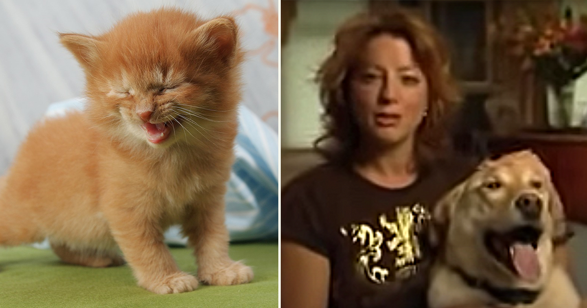 Sarah McLachlan spoofs animal cruelty ads in Super Bowl commercial