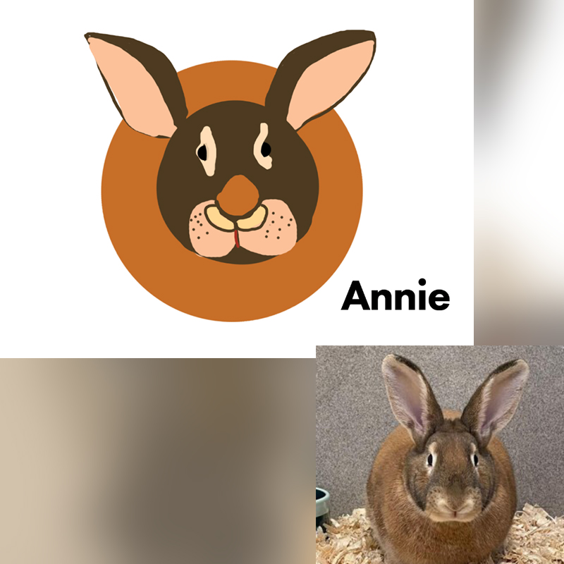 Annie the bunny drawing with photo