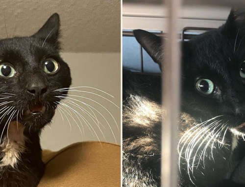 Friendly Feral ‘Beastie’ Couldn’t Close His Mouth Until Surgery Gave Him a New Appetite for Life