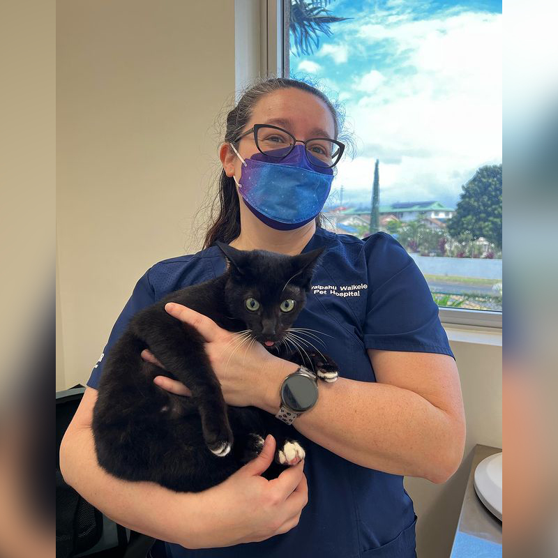 Cat after surgery at vet in Hawaii