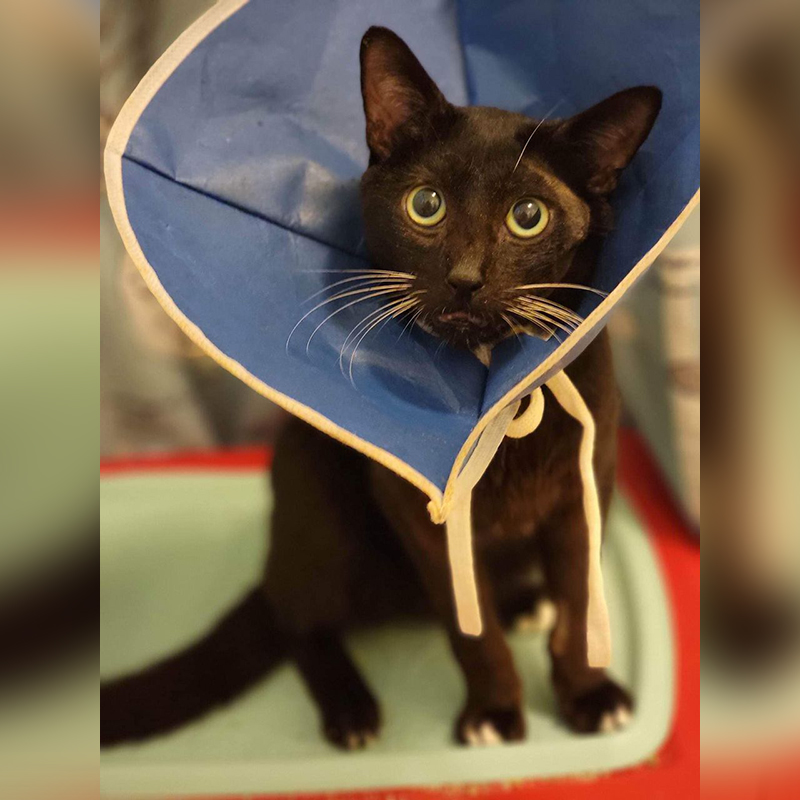 Beastie wearing his blue cone after mouth surgery, 2, Cat People of Oahu