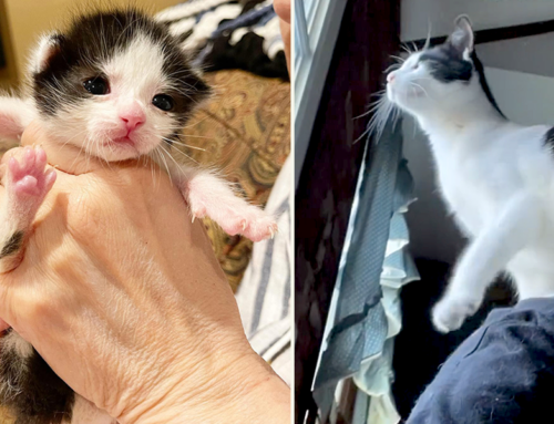 Foster Mom Jokes About Big Macher, the ‘Best and Worst Cat’ She’s Raised