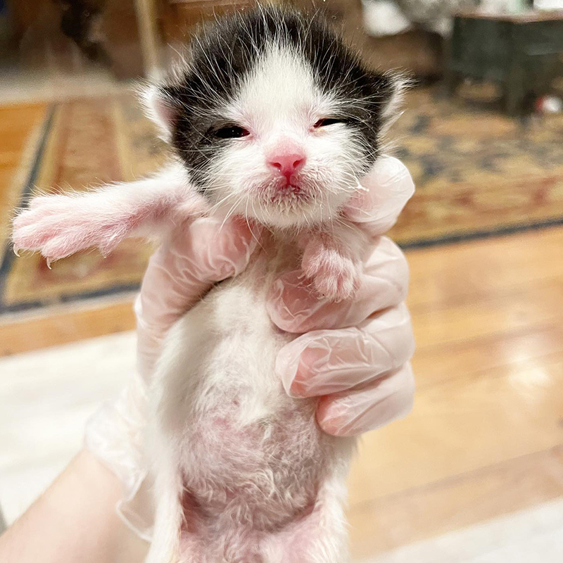 Black and white tiny kitten rescued from construction site, Biscuits and Breadsticks, Commack, NY