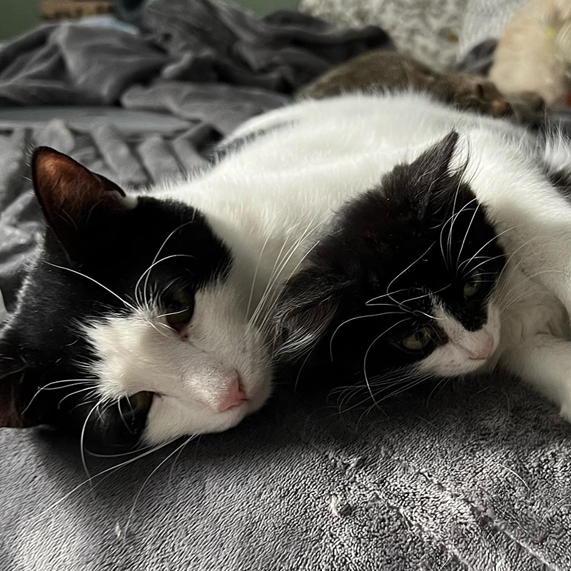 Black and white cat cuddles with black and white kitten in foster care, Biscuits and Breadsticks