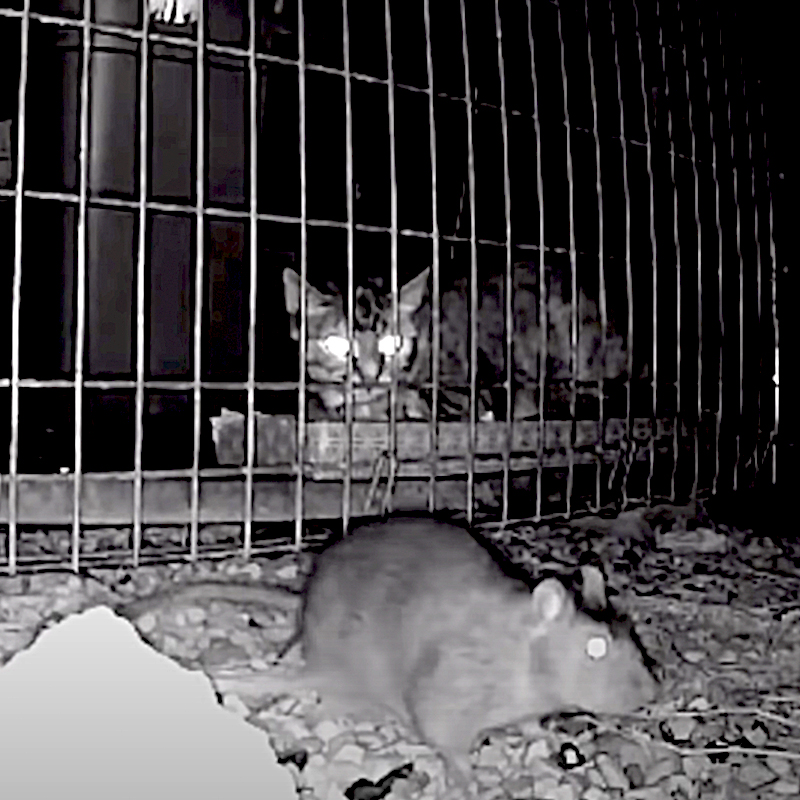Night cam view of rat and feral cat from Cats at Work, Chicago
