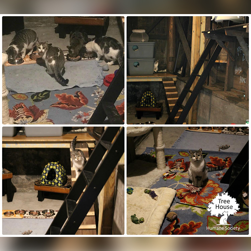Cats at Work, rodent control, Chicago, Tree House Humane Society cat