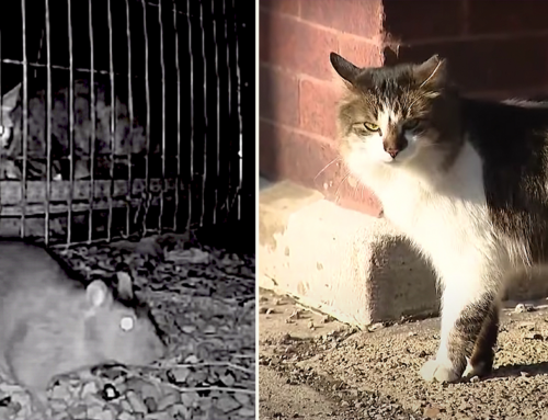 Chicago’s ‘Cats at Work’ Program Drives Out Rats with Strategically Placed Adopted Feral Cats