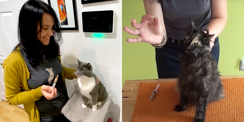 Image showcasing Pro Tips to Help the Medicine or Pill Go Down Easy for Cats