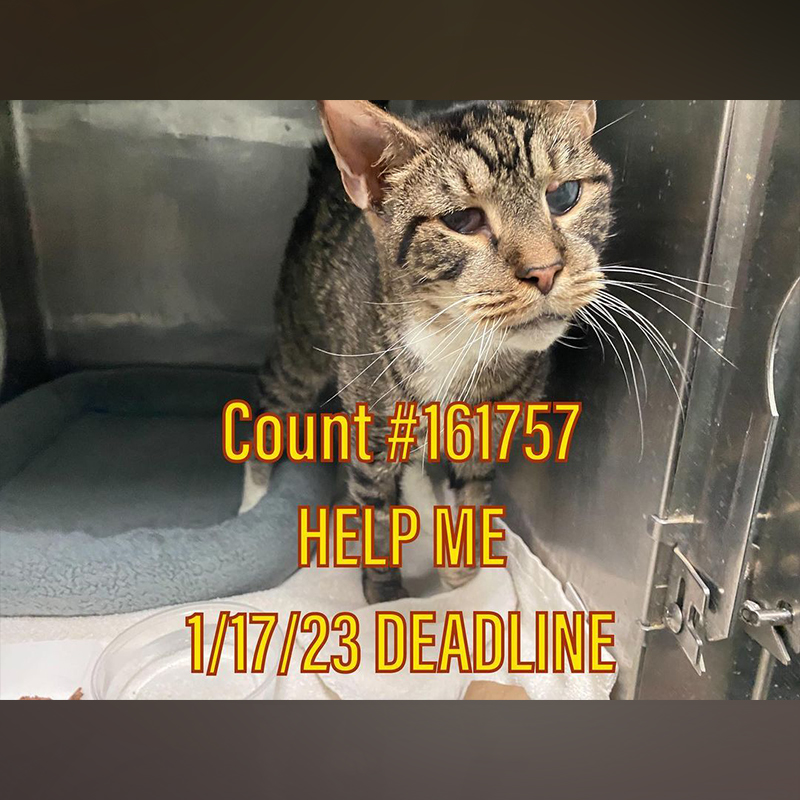 Count's picture from the shelter in Brooklyn, NYC