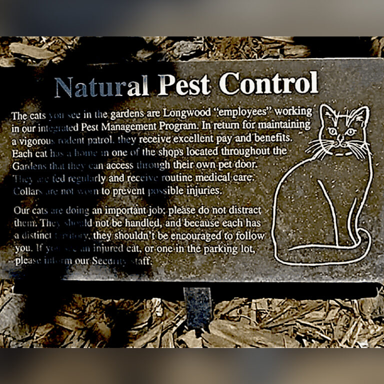 Disneyland Mourns Loss of Nutmeg, Star Among Disneyland Cats