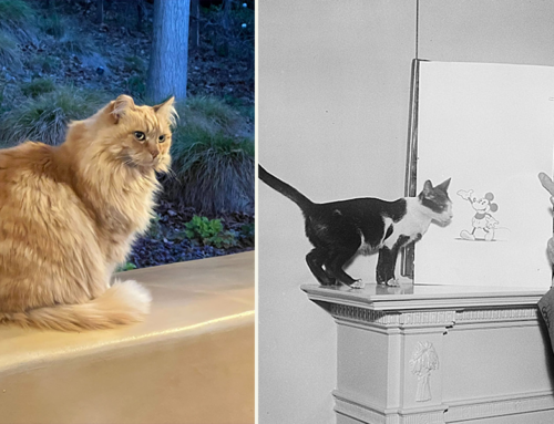 Disneyland Mourns Loss of Nutmeg, Beloved Star Among Many Feral Disneyland Cats