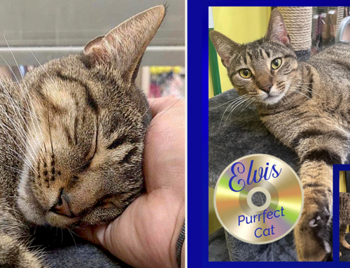 Elvis Has Been Officially Spotted! The Hunk of Burnin’ Love Tabby Returns Home
