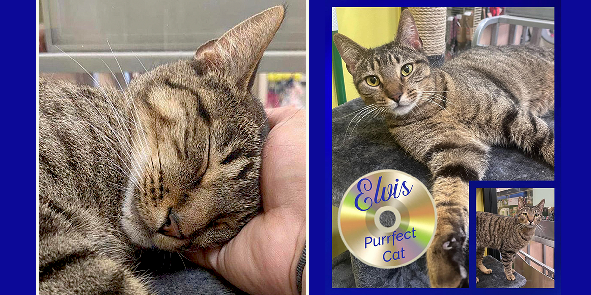 Elvis the Hunk of Burning Love tabby from Buddies Place Cat Rescue in Arlington, Texas, Stolen from a Hurst Petsmart with a $2K reward, found by feral cat rescuer