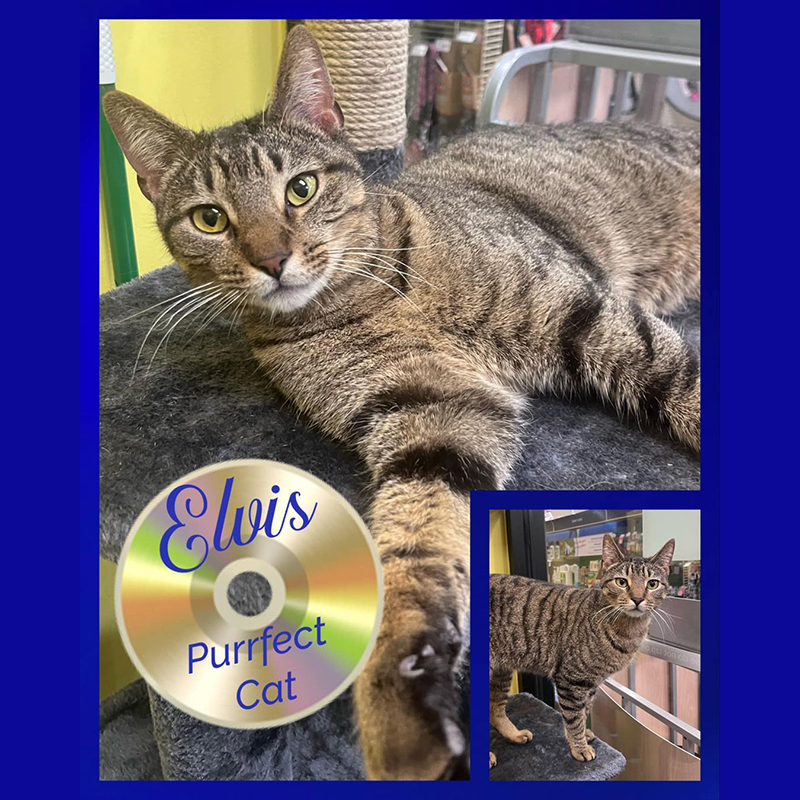 Elvis the Hunk of Burning Love tabby from Buddies Place Cat Rescue in Arlington, Texas