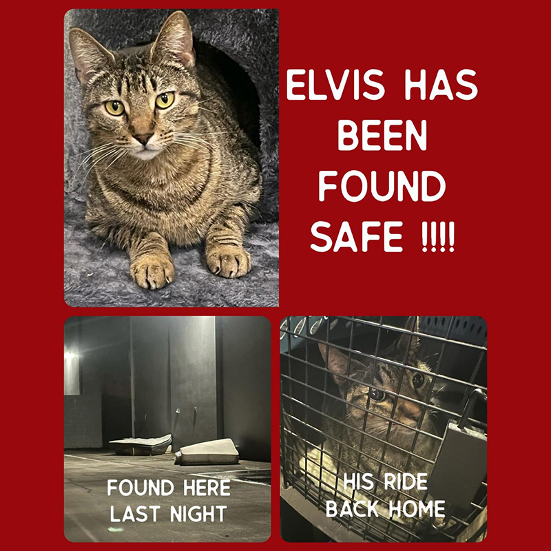 Elvis the tabby is found, shared by Buddies Place Cat Rescue in Arlington, Texas