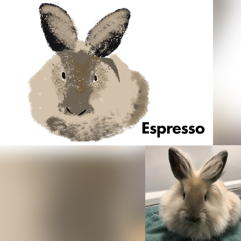 Espresso the bunny drawing with photo