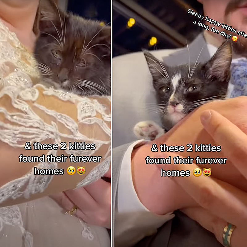 FairyTail Pet Care, Tampa, bride and groom hold shelter kittens for adoption at Wedding from Humane Society of Tampa Bay