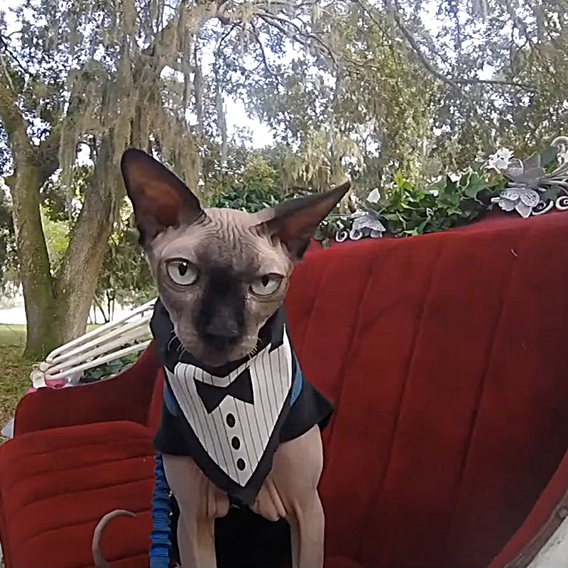 Bam Bam the Sphynx Cat at a wedding, FairyTail Pet Care, Tampa, Florida