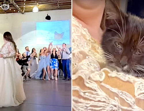 Wedding Has a Plush ‘Cat Toss’, Then Winning Bridesmaid Adopted Real Shelter Kitten