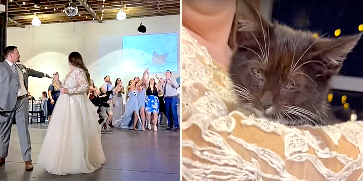 FairyTail Pet Care, Tampa, bride and groom hold shelter kittens for adoption at Wedding from Humane Society of Tampa Bay, cat toss instead of bouquet, plush cat instead of flowers, Humane Society of Tampa Bay