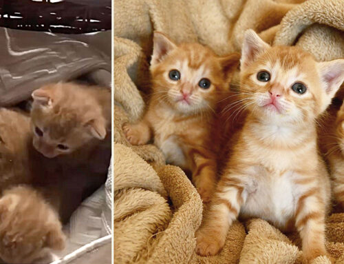 Three Female Ginger Kittens Found Dumped in a Plastic Bag Find Foster Mom/Angel