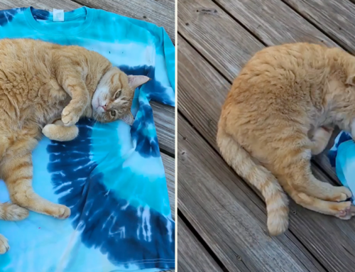 Heisenberg the Cat ‘Helps’ Mom Take a Picture of Custom Tie-Dye Shirt
