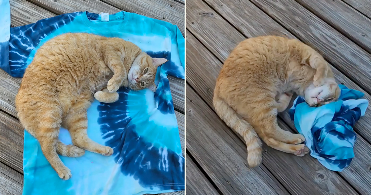Heisenberg the Cat 'Helps' Mom Take a Picture of Tie-Dye Shirt