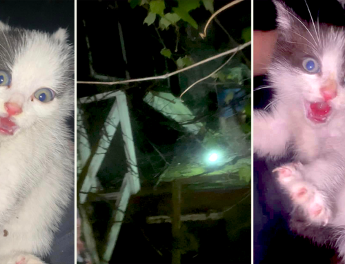 Kittens Rescued from Creepy Abandoned House at Night Like Some Horror Movie