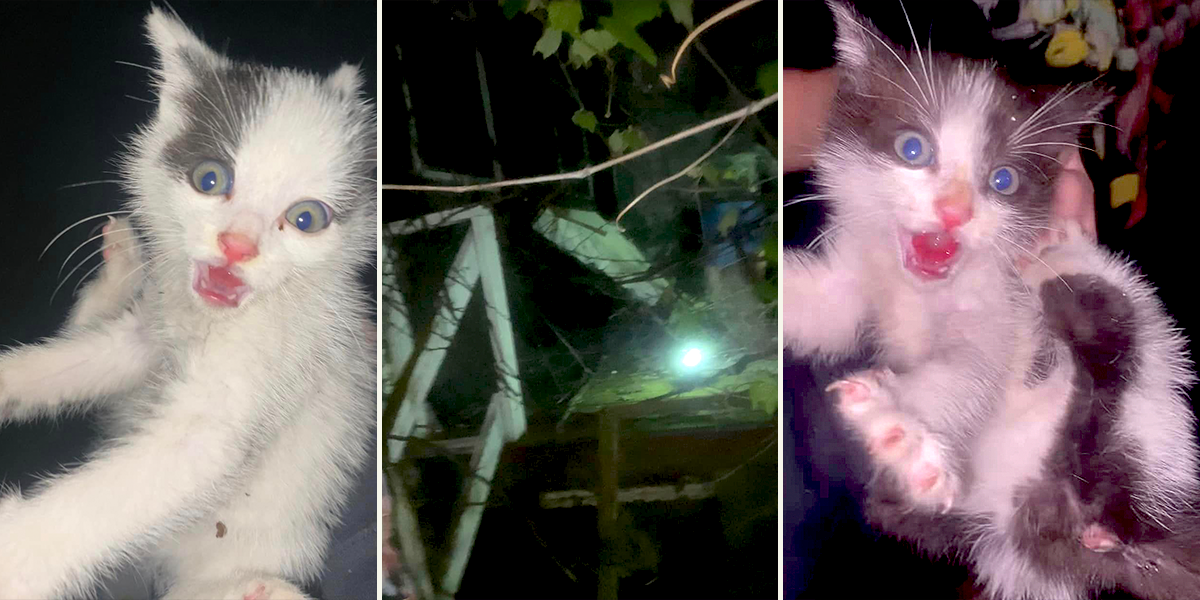 Tiny Paws Nicu, Horror Movie kittens, Irvona, Pennsylvania, Coalport, kitten rescue from abandoned house at night