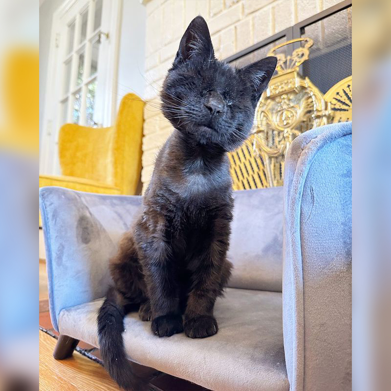 Iggy the blind kitten on a chair