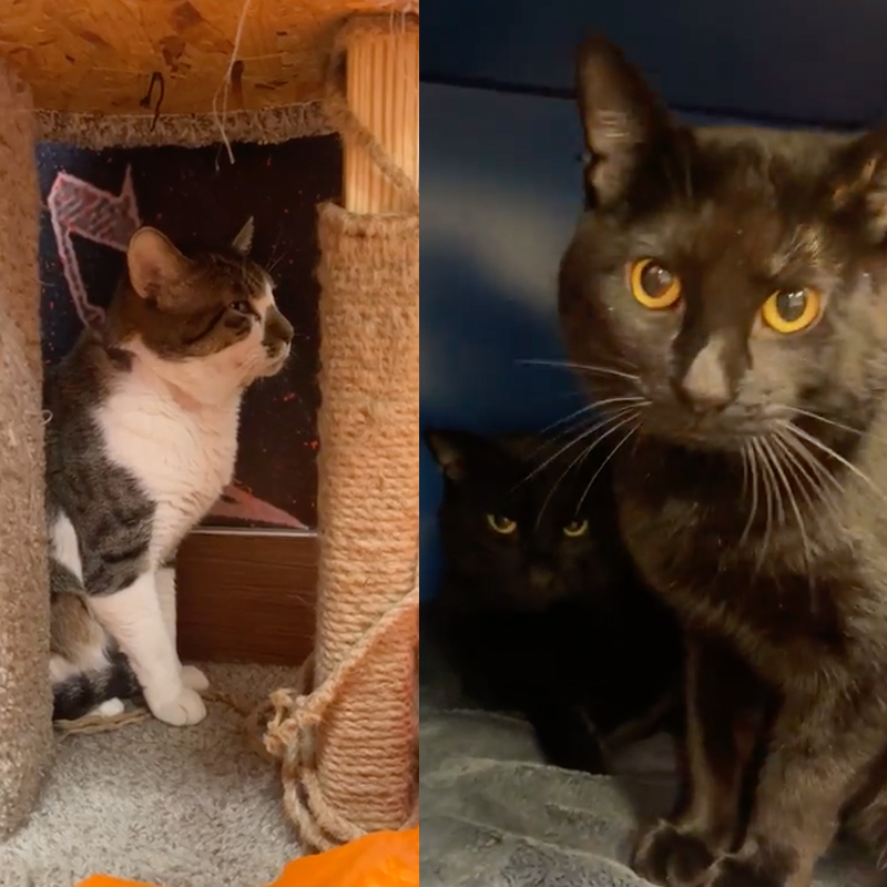 The Three Papitos, brother cats, Porthos, Aramis, and Athos at the Humane Society of Broward County
