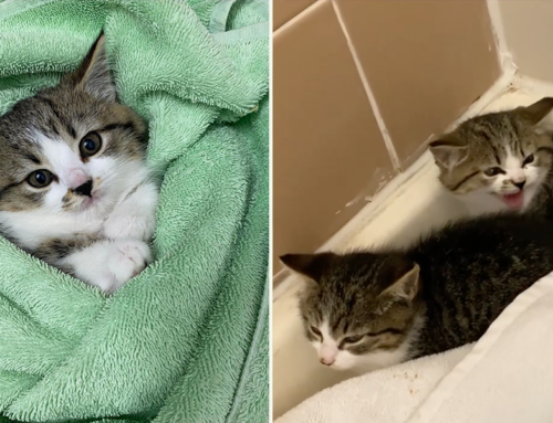Foster Mom Reforms Two Extra Spicy Sister Kittens, Kimchi and Wasabi