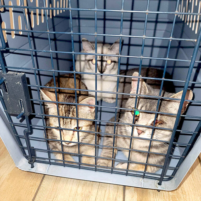 Rescuers Pull Off 'Miracle' Saving 19 Cats After Woman Lost Home