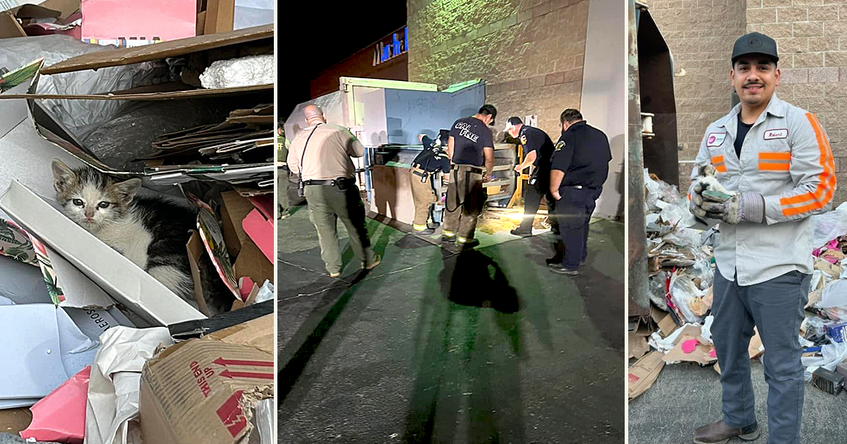 Cat Rescued From Sll 'Heart-Thumping Rescue' of Kitten from Trash Compactor