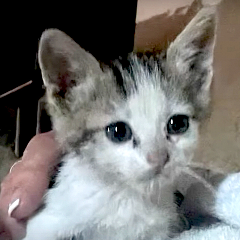 Rescued kitten from trash compactor in La Quinta, California after huge community effort