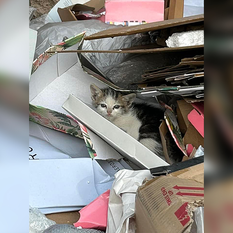 Kitten in trash compactor behind a Marshalls department store in La Quinta, California