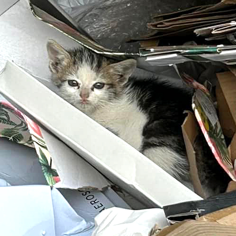 Kitten in trash compactor in La Quinta, California behind a shopping center