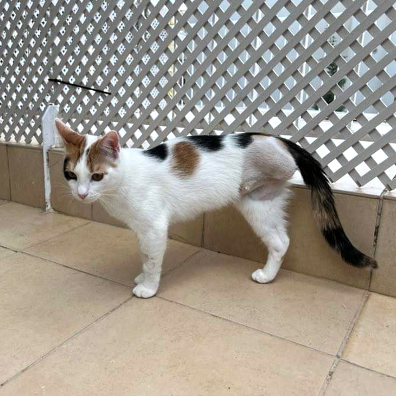 Tripod cat, three legged cat, rescue, Greece, Athens